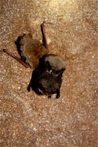 Little brown bat with WNS photo credit: MDC/Shelly Colatskie photo