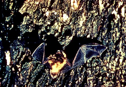 Little brown bat (Myotis lucifugus) photo