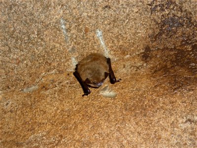Single little brown bat with WNS

credit KDFWR/Terry Derting