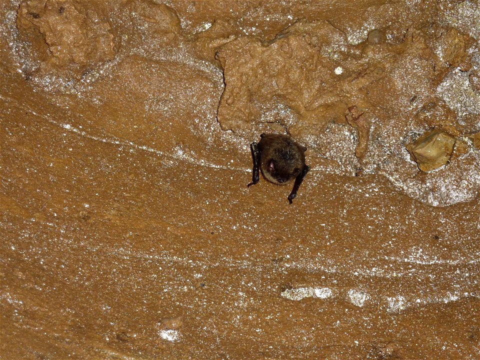 Single little brown bat with WNS

credit KDFWR/Terry Derting