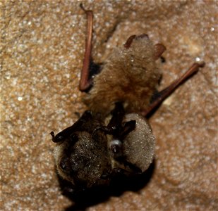 Little brown bat with WNS photo credit: MDC/Shelly Colatskie photo