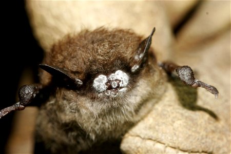 Credit: Photo courtesy Ryan von Linden/New York Department of Environmental Conservation

Image size: 3504p (49 in.) W x2336p (32 in.) H, 72 ppi, 2.2 MB