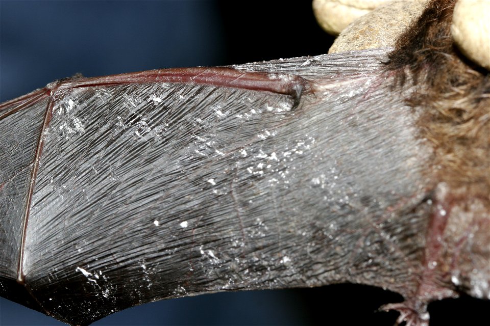 Credit: Photo courtesy Ryan von Linden/New York Department of Environmental Conservation

Image size: 3504p (49 in.) W x 2336p (32 in.) H, 72 ppi, 3.1 MB