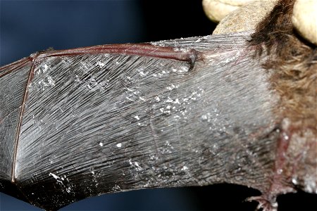 Credit: Photo courtesy Ryan von Linden/New York Department of Environmental Conservation

Image size: 3504p (49 in.) W x 2336p (32 in.) H, 72 ppi, 3.1 MB
