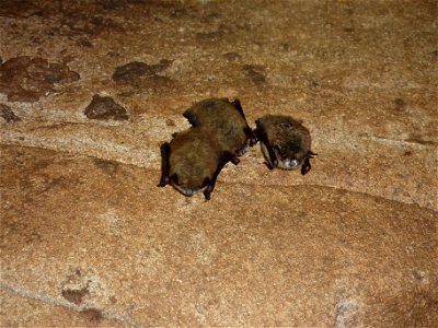 Cluster of three little brown bats with WNS credit KDFWR/Terry Derting photo