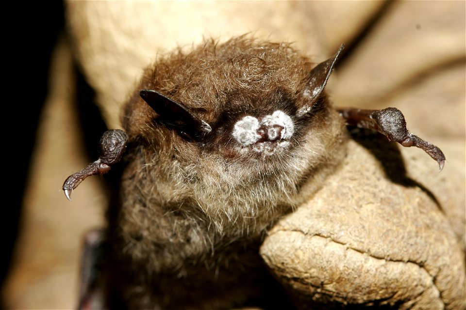 Credit: Photo courtesy Ryan von Linden/New York Department of Environmental Conservation

Image size: 3504p (49 in.) W x 2336p (32 in.) H, 72 ppi, 2.6 MB