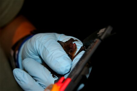 Biologist measures forearm of little brown bat. photo credit: USFWS/Ann Froschauer photo