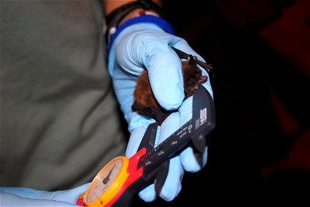 Biologist measures forearm of little brown bat.

photo credit: USFWS/Ann Froschauer