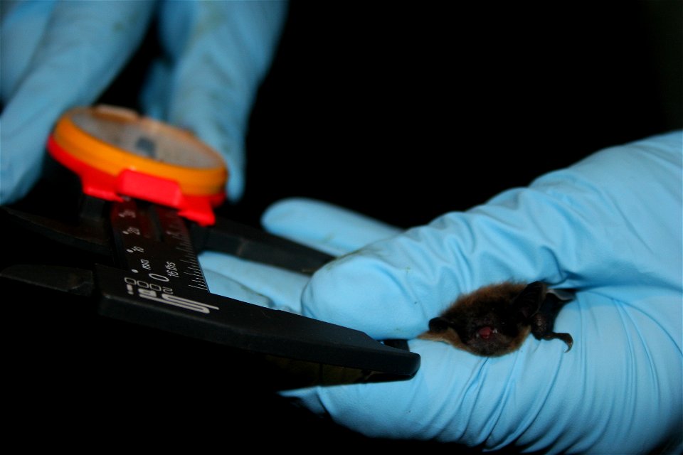 Biologist measures forearm of little brown bat.

photo credit: USFWS/Ann Froschauer