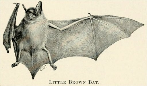 Illustration of the little brown bat, Myotis lucifugus, from Four-footed Americans and their kin / by Mabel Osgood Wright ; edited by Frank M. Chapman ; illustrated by Ernest Seton Thompson