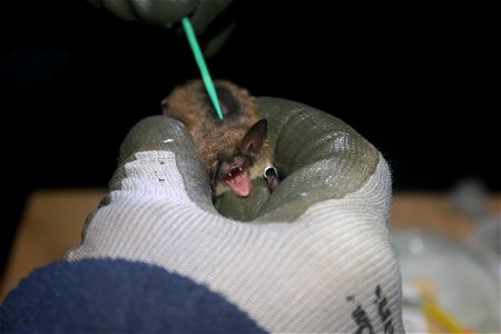 To mount the PIT (passive integrated transponders) tag, biologists carefully parted hair on the back of bats.
Photo credit: Keith Shannon/USFWS

Follow USFWS Northeast on social at www.facebook.com/us