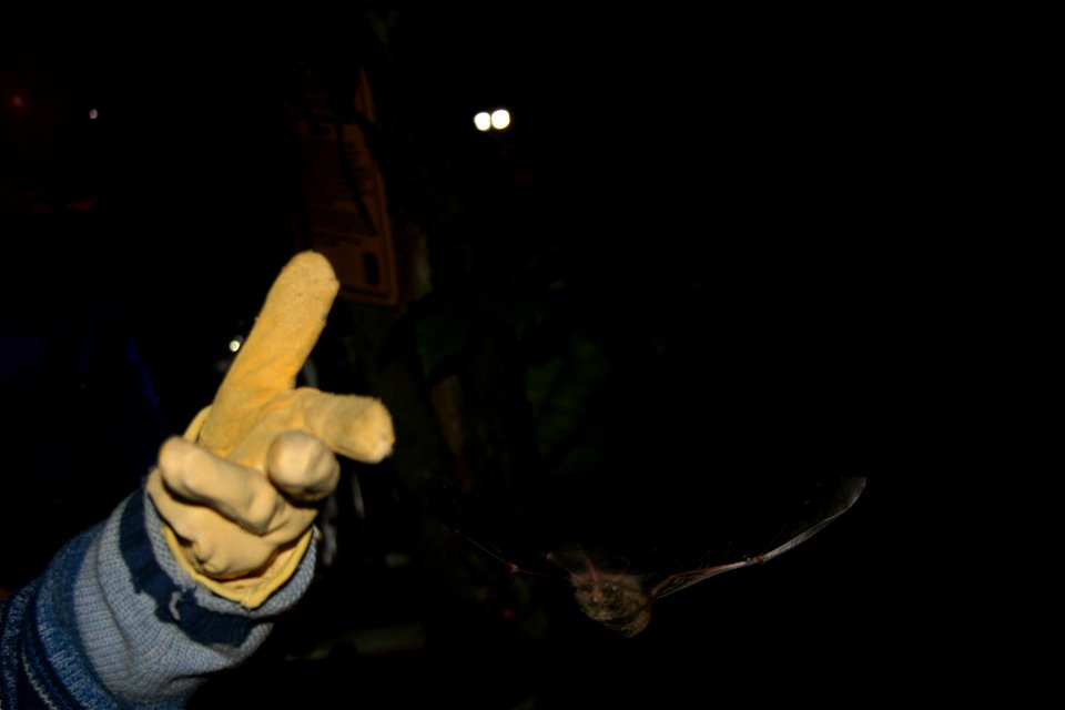 After the bats were tagged, they were released into the night.
Find out more about white-nose syndrome at www.whitenosesyndrome.org/ and www.facebook.com/usfwswns
Photo credit: Keith Shannon/USFWS

Fo