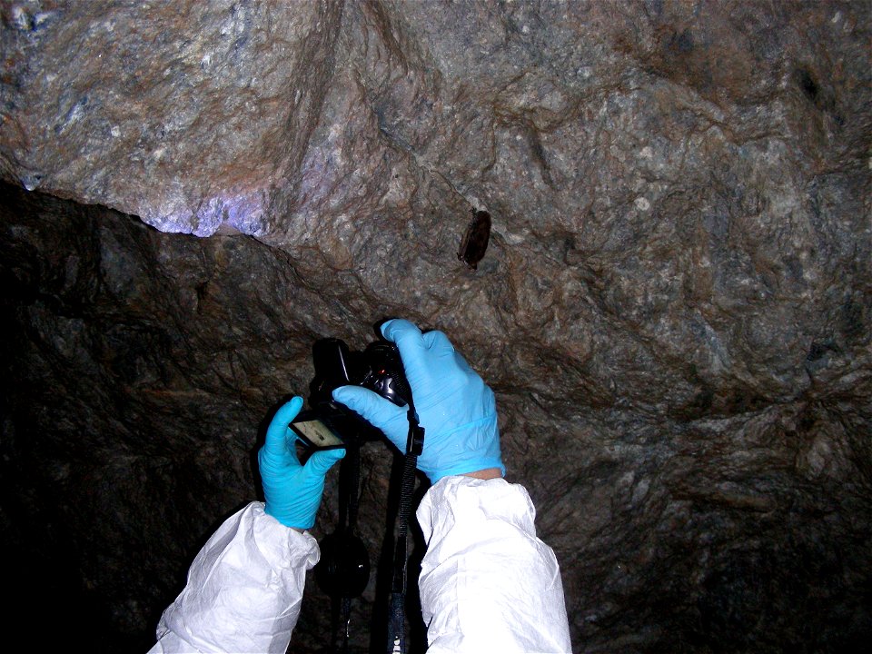 Little brown bat with white-nose syndrome in Greeley Mine, Vermont, March 26, 2009


Credit: Marvin Moriarty/USFWS