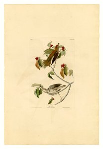 Plate 73 of Birds of America by John James Audubon depicting Wood Thrush. photo