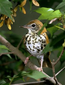 Wood Thrush photo