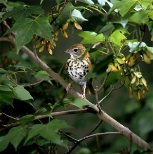 Wood Thrush (Hylocichla mustelina) Creator: Maslowski, Steve Source: WO-4548-17 Publisher: U.S. Fish and Wildlife Service Contributor: DIVISION OF PUBLIC AFFAIRS photo