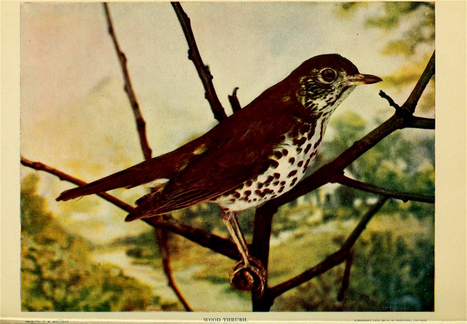 Birds and nature. n.s. v. 1 Jan-May 1905