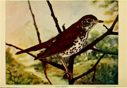 Birds and nature. n.s. v. 1 Jan-May 1905