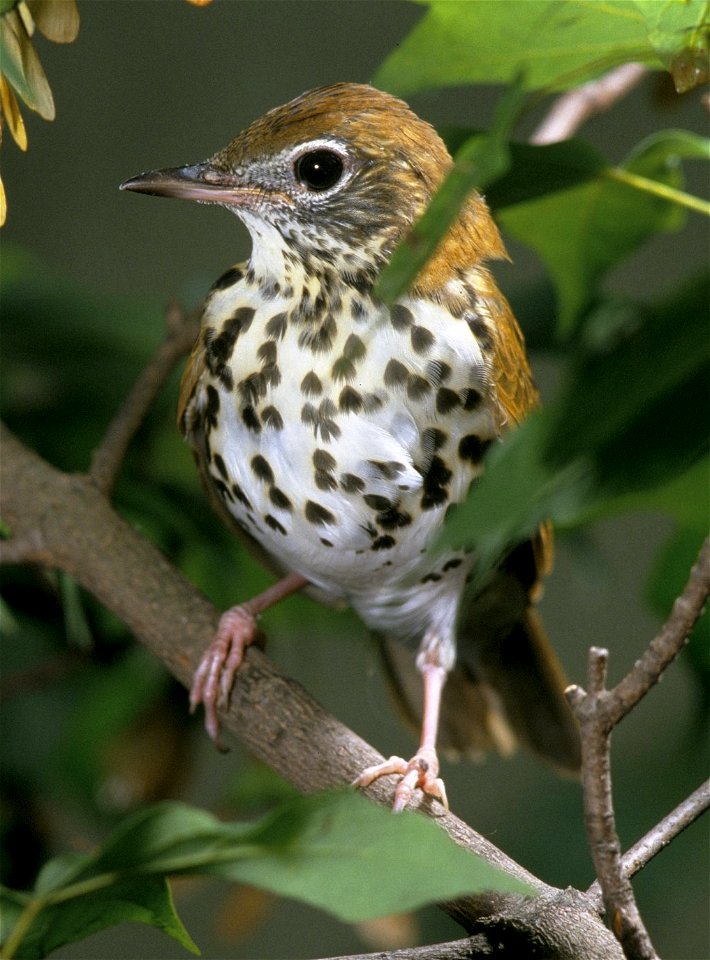 Wood Thrush (Hylocichla mustelina)