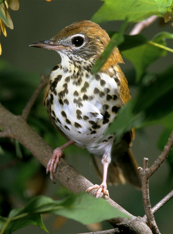 Wood Thrush (Hylocichla mustelina) photo