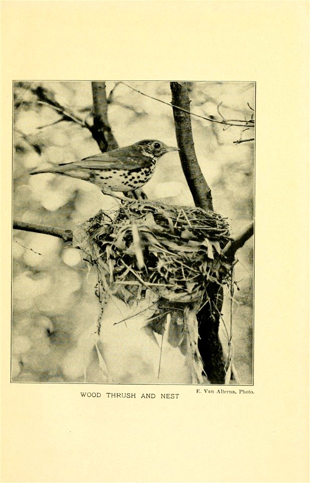 Gray lady and the birds; stories of the bird year for home and school, by Mabel Osgood Wright ... twelve coloured plates and thirty-six full-page illustrations in half-tone.
