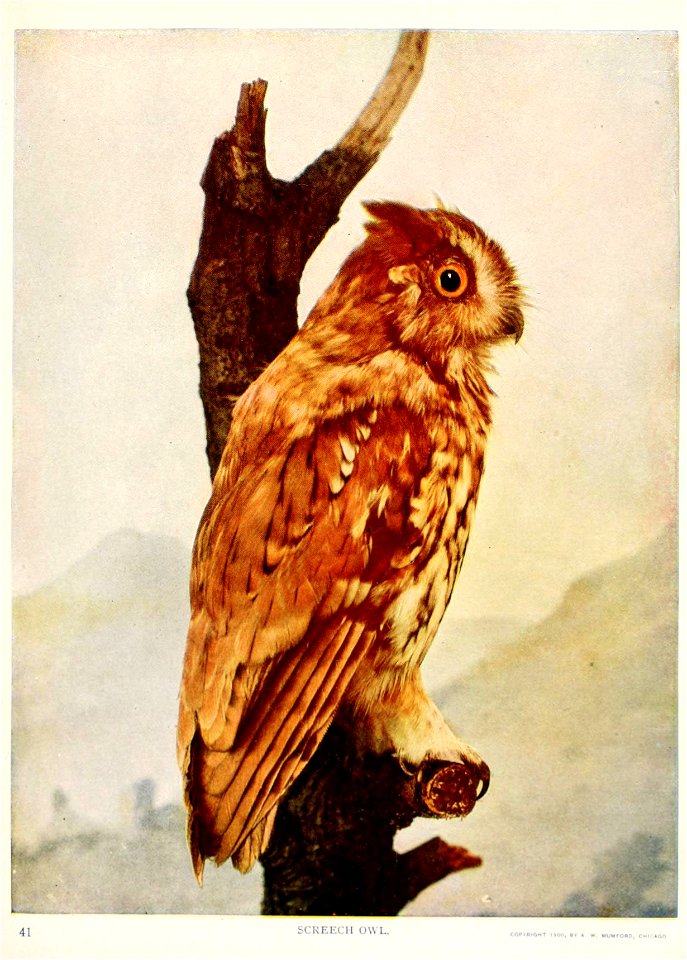 41 
bCKEECH (i\S L 

COPiaiOMT 1»00, tit « w. UUUFOIID, CM1C«00