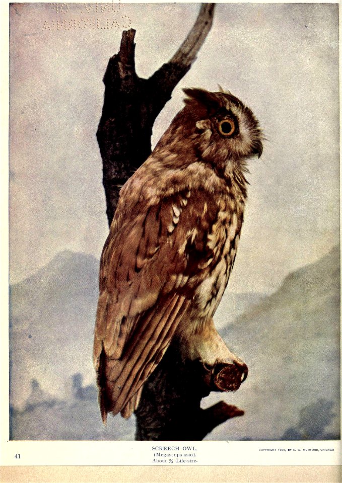 41 
SCREECH OWL. 
(Megascops asio). 

About % Life-size-