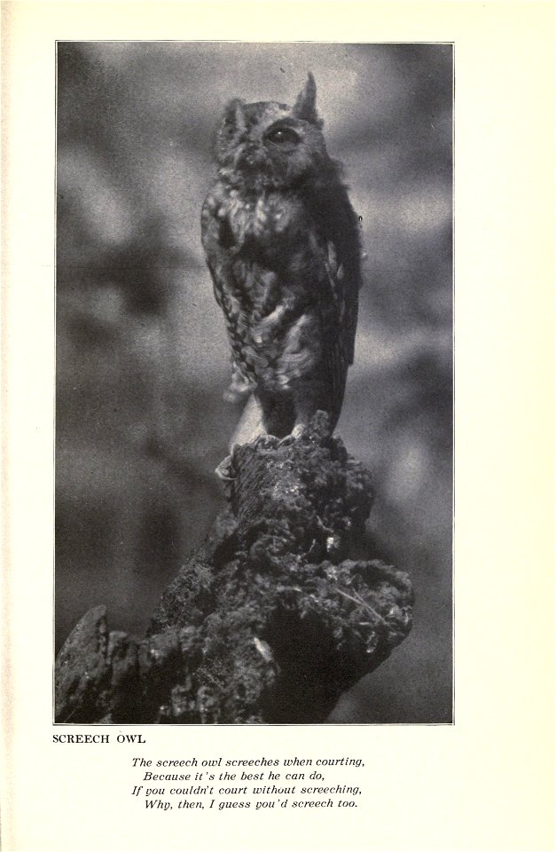 Music of the wild, with reproductions of the performers, their instruments and festival halls, by Gene Stratton-Porter.