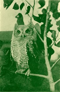 A Young Screech Owl photo