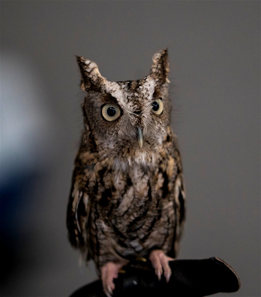 Jo Santiago, a wildlife biologist and a raptor rehabilitation specialist, handles Isaiah, an Eastern Screech Owl during a presentation in Washington D.C., April 24, 2019. (Forest Service photo by Tany