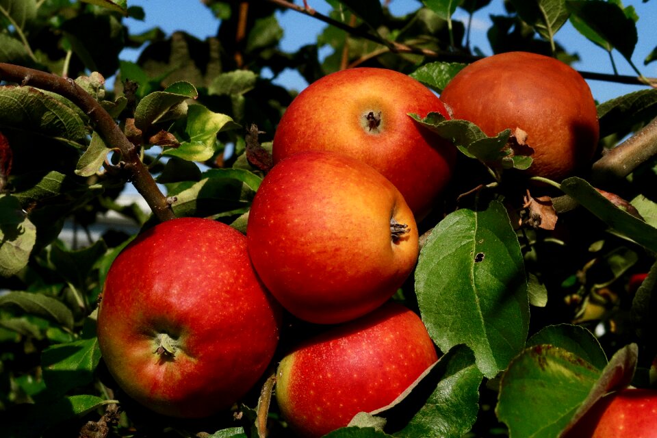 Ripe harvest food