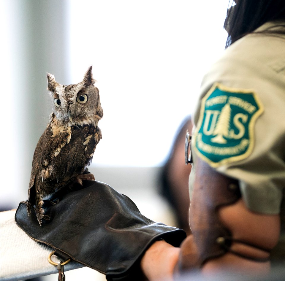 Jo Santiago, a wildlife biologist and a raptor rehabilitation specialist, handles Isaiah, an Eastern Screech Owl during a presentation in Washington D.C., April 24, 2019. (Forest Service photo by Tany