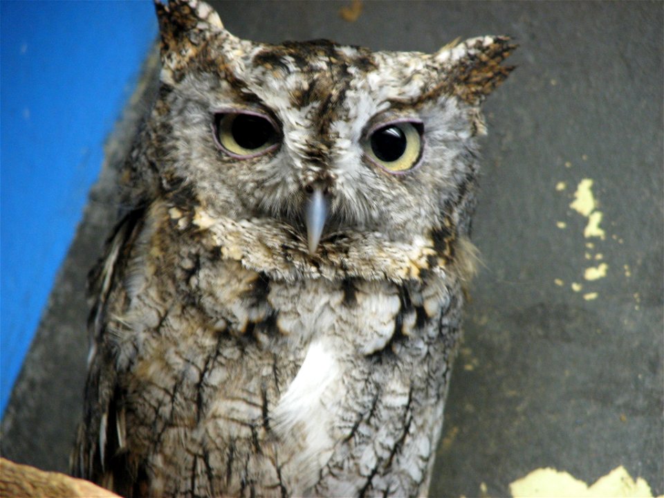 Eastern Screetch Owl