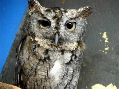 Eastern Screetch Owl photo