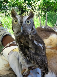 Photo Credit: Seth Beres/USFWS photo