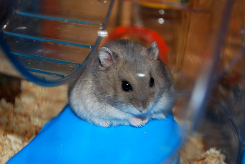 Djungarian hamster named Diesel