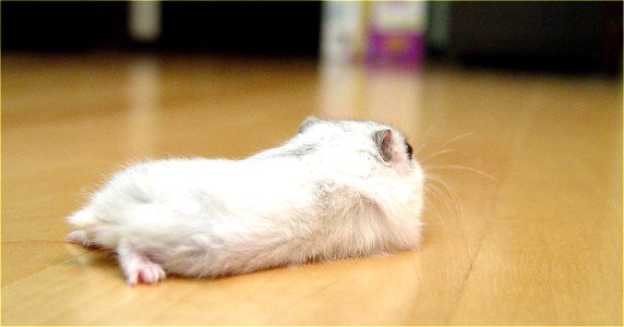 Rear of a Pearl Winter White Russian Dwarf Hamster.