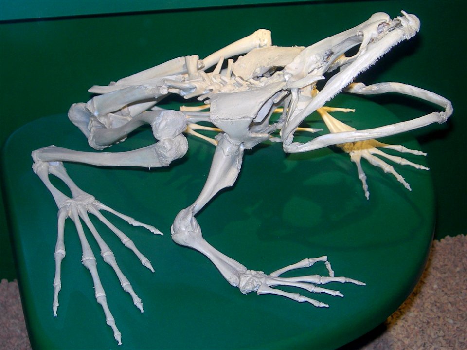 Goliath frog (Conraua goliath) skeleton, at the Muséum d'Histoire naturelle de Genève.