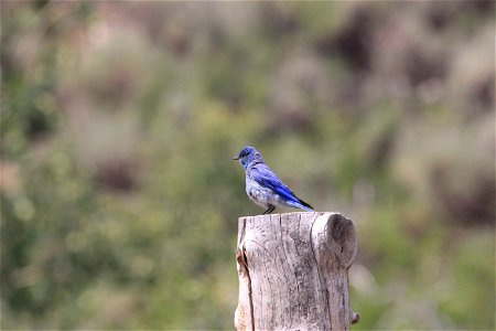 A Mountain Bluebird sits on a post on the National Elk Refuge. A common sight in open areas of the American West, Mountain Bluebirds are recognizable by their brilliant  blue color.

Credit: USFWS / B