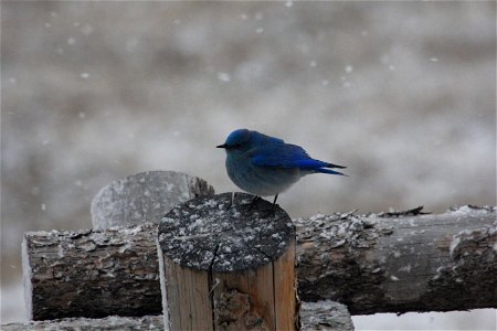 Bluebirds are a sign of spring in Jackson Hole. Here, one waits out a snow flurry on the National Elk Refuge.

Credit: USFWS / Ann Hough, National Elk Refuge volunteer