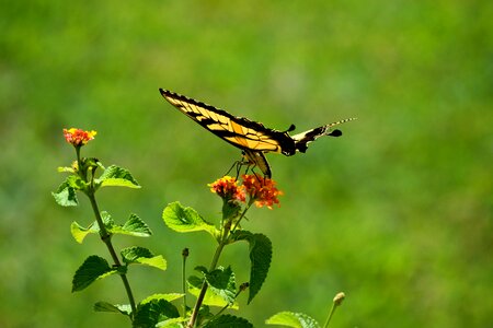 Insect butterfly animal photo