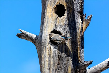 Female mountain bluebird photo