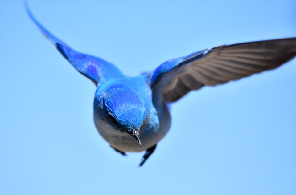 Photo:  Tom Koerner/USFWS