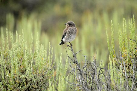 Photo: Tom Koerner/USFWS