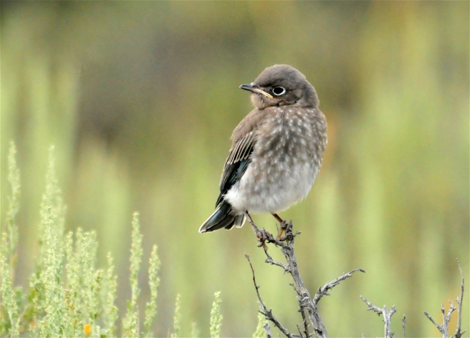 Photo: Tom Koerner/USFWS