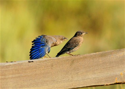 Young mountain bluebirds on Seedskadee NWR that have just fledged.  One is stretching a wing and flashing the blue.   Photo: Tom Koerner/USFWS