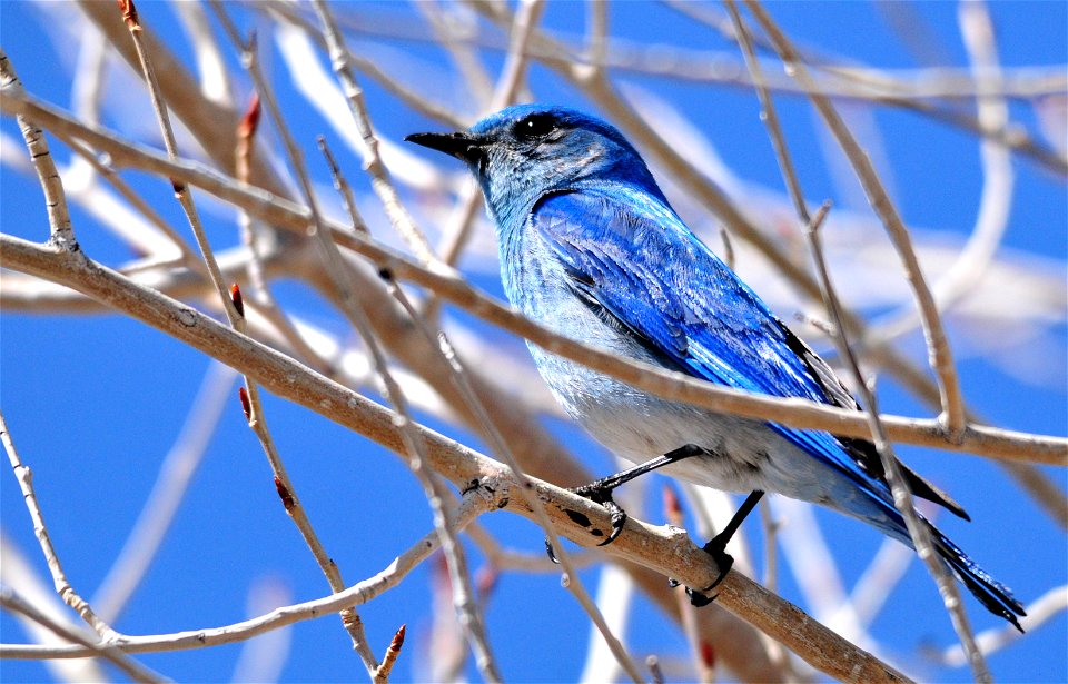 Shimmering Blue

Do you have a favorite color?  Today, mine is blue.  Photo: Tom Koerner/USFWS