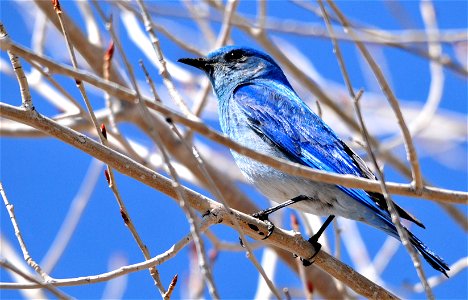Shimmering Blue

Do you have a favorite color?  Today, mine is blue.  Photo: Tom Koerner/USFWS