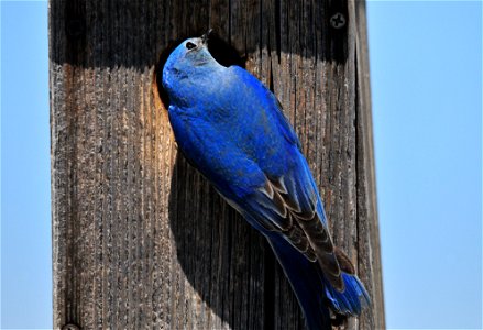 A male mountain bluebird checking in.  He was also on guard duty, keeping an eye on several tree swallows that were interested in this prime real estate.  Photo: Tom Koerner/USFWS