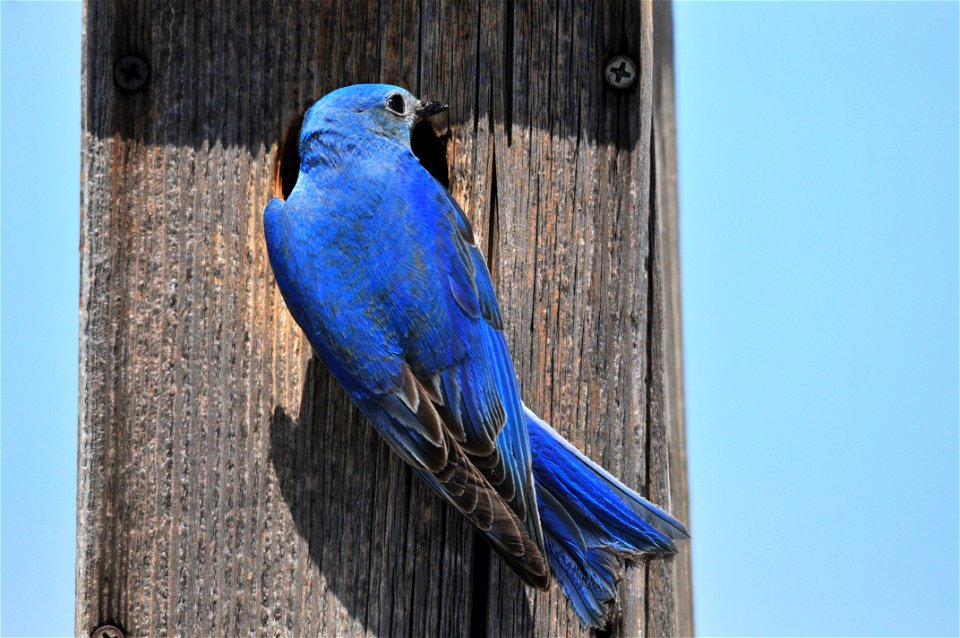 Photo: Tom Koerner/USFWS